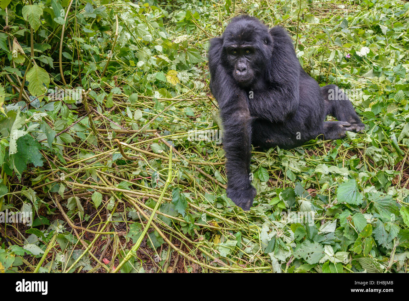Adulto una femmina di gorilla di montagna (G. beringei beringei) in una piccola radura tra la vegetazione di foresta di Bwindi, Uganda. Foto Stock