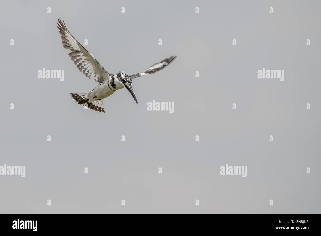 Un pied kingfisher si libra sopra il lago, ali esteso, a caccia di pesci. Formato orizzontale con copyspace. Foto Stock