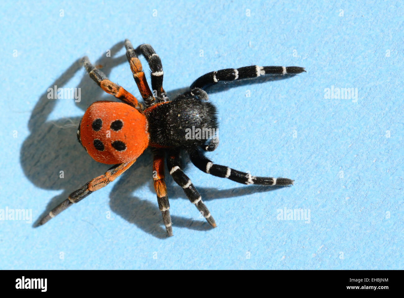 Ladybird Spider o Velvet Spider Eresus cinnaberinus precedentemente Eresus niger Foto Stock