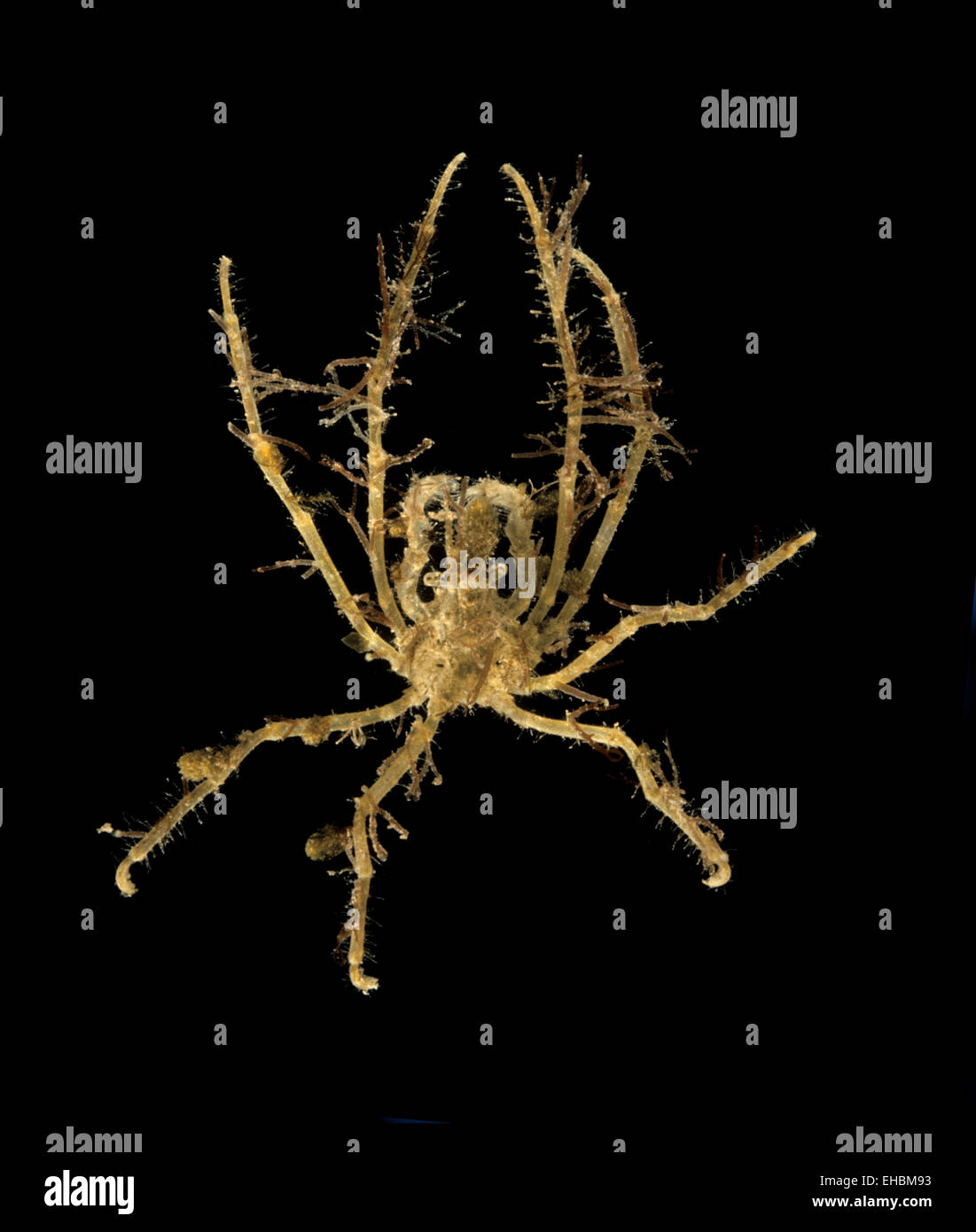 Dalle lunghe gambe Granseola - Macropodia rostrata Foto Stock