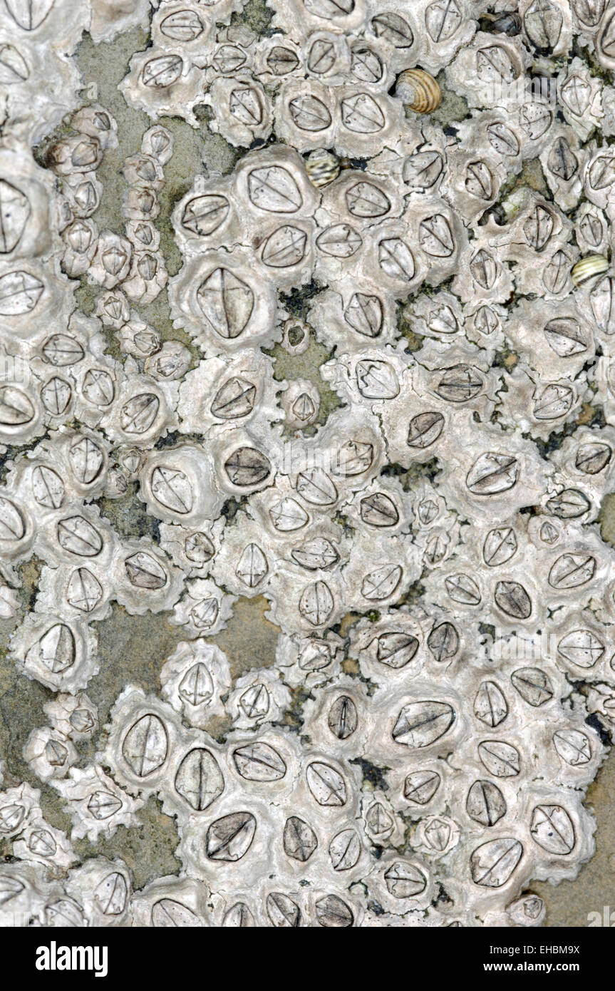 Acorn Barnacle - Chthamalus montagui Foto Stock