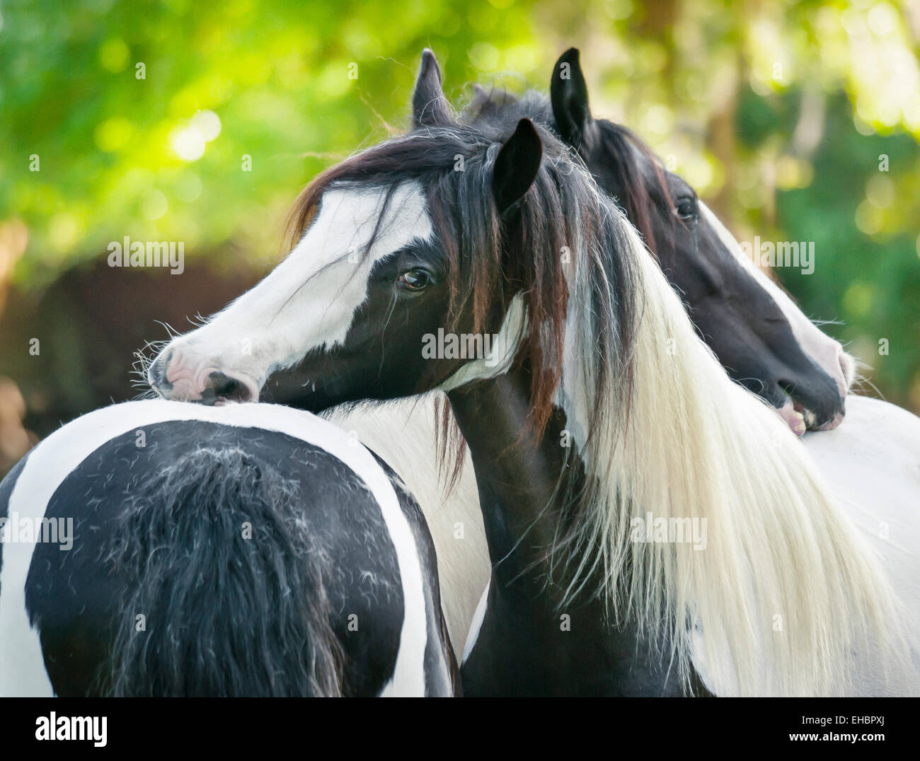 Gypsy Vanner Horse mares toelettatura ogni altro. Foto Stock