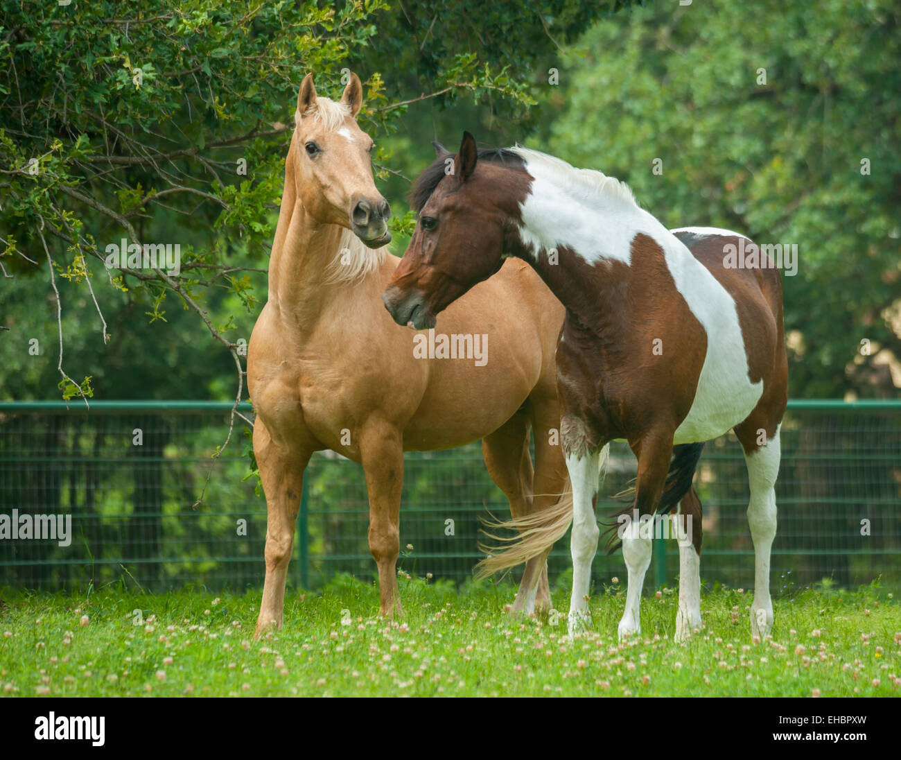 Quarter Horse castrazione e Pinto Mostra Nazionale cavallo mare Foto Stock