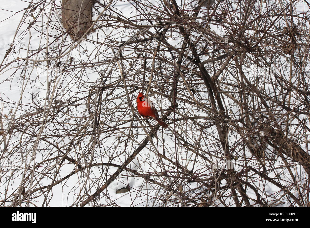 Maschio Cardinale settentrionale (Cardinalis cardinalis) su un ramo di una piccola bussola in una fredda giornata invernale. Foto Stock