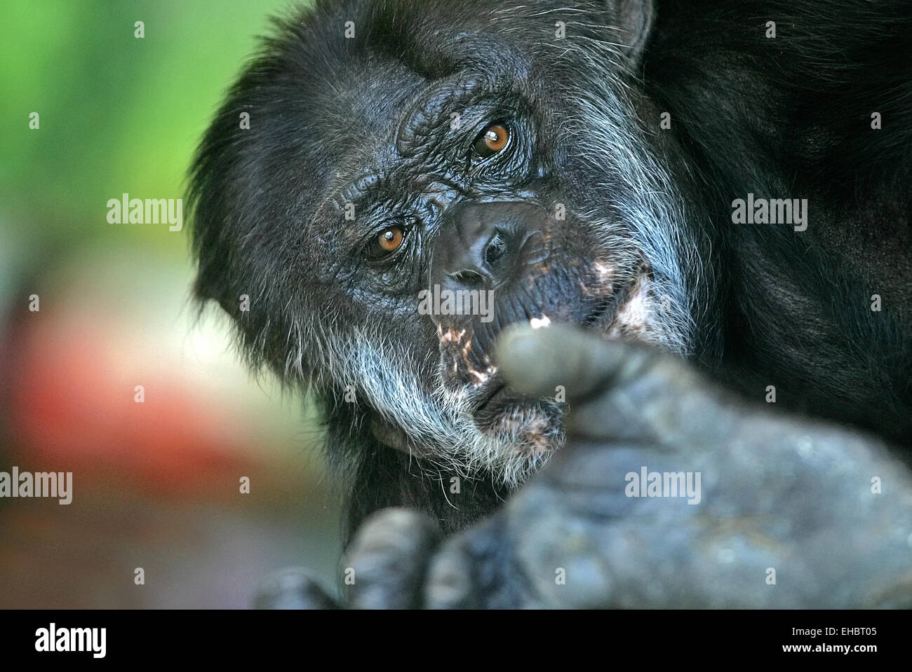 Scimpanzè Foto Stock
