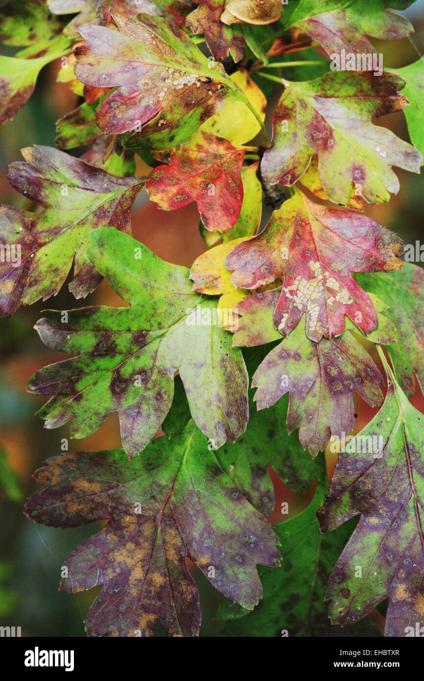 Biancospino, foglie di autunno. Foto Stock