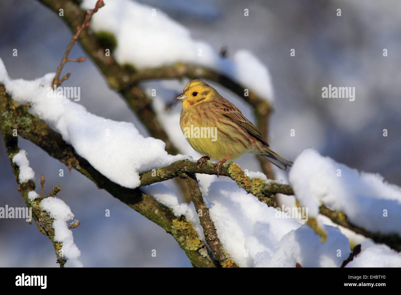 Zigolo giallo nella neve Foto Stock