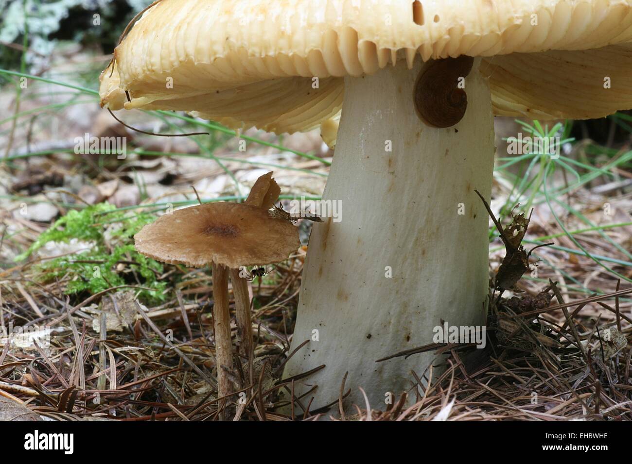 funghi Foto Stock