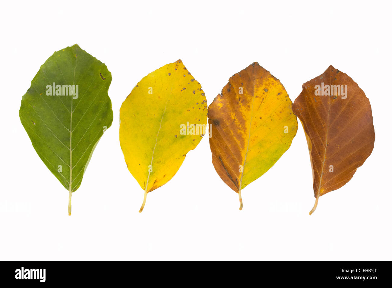 Foglie di faggio in diversi colori in autunno Foto stock - Alamy
