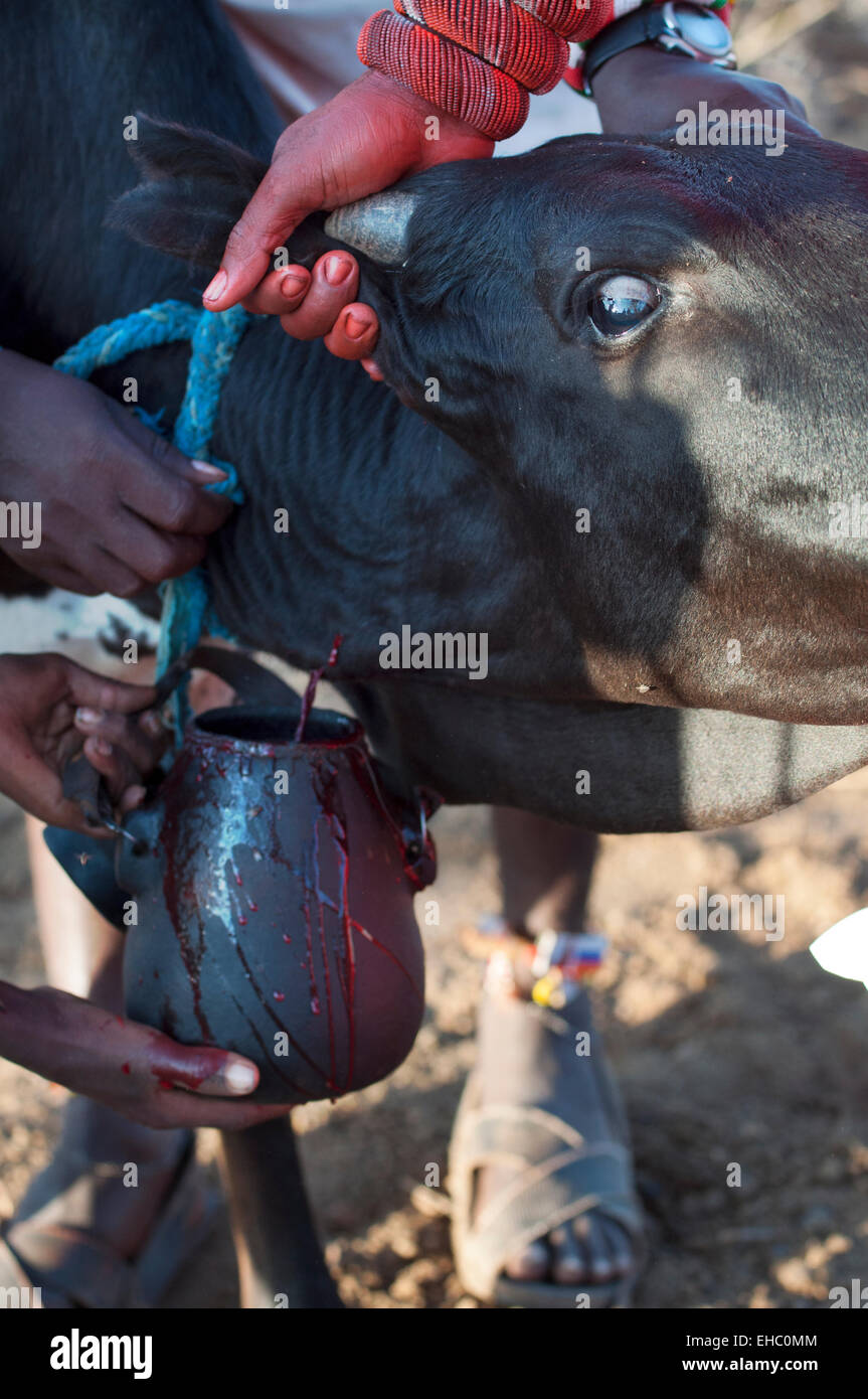 Un toro nero con la vena giugulare tagliata per ottenere il sangue da bere a un samburu cerimonia di nozze, Archer area post, Kenya Foto Stock