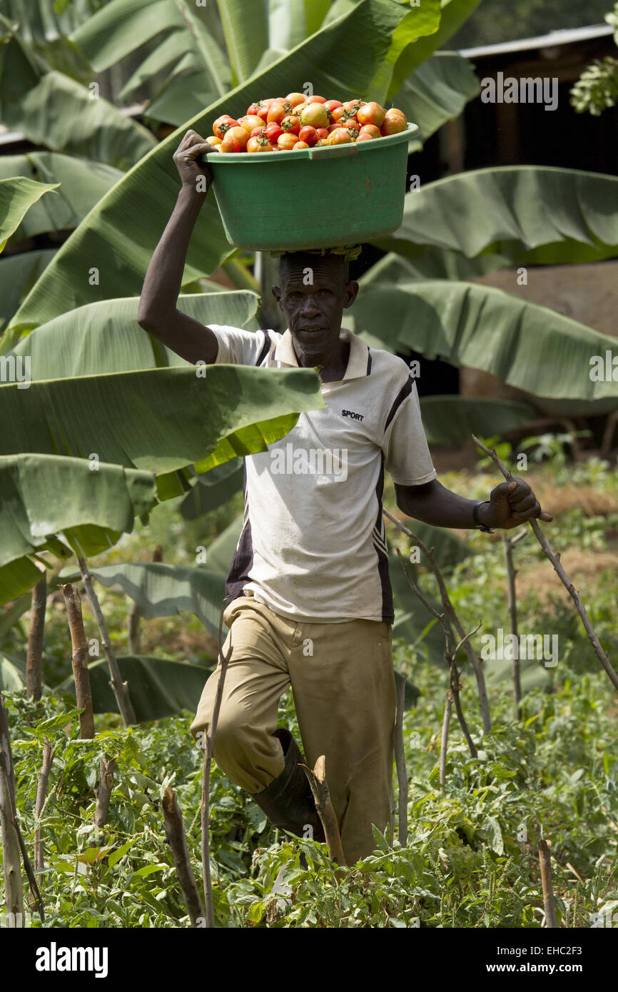 RULINDO, Ruanda - Novembre 14, 2013: Non identificato uomo africano con un cesto pieno di pomodori in Rulindo Foto Stock