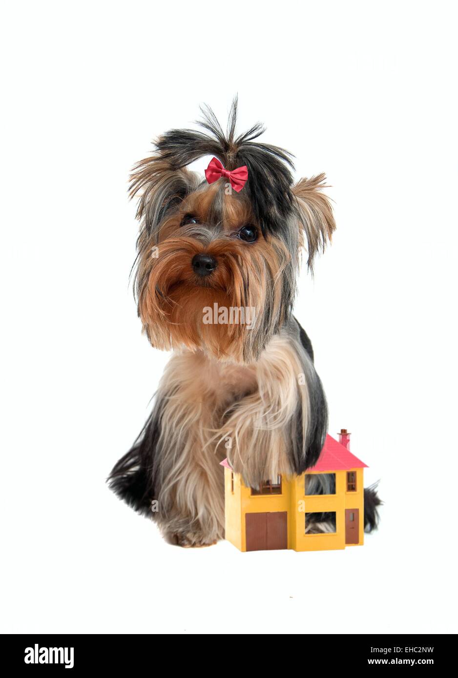 Yorkshire terrier protegge la casa come un fedele watchdog Foto Stock
