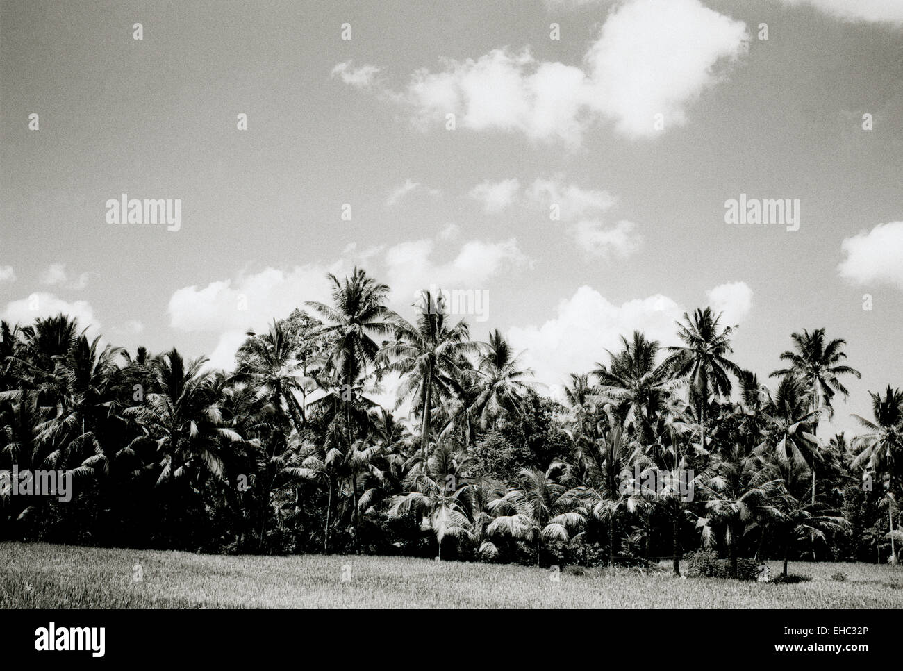 Fotografia di viaggio - Paesaggio di una foresta tropicale di Bali in Indonesia nel sud-est asiatico in Estremo Oriente. Natura alberi ad albero tropici Foto Stock