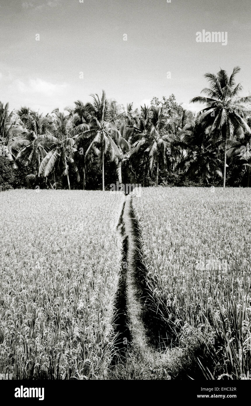 Terrazza di riso campo in Ubud a Bali in Indonesia nel sud-est asiatico. Campi Natura paesaggio cibo naturale Paddy Paradise Wanderlust evasione Travel Foto Stock