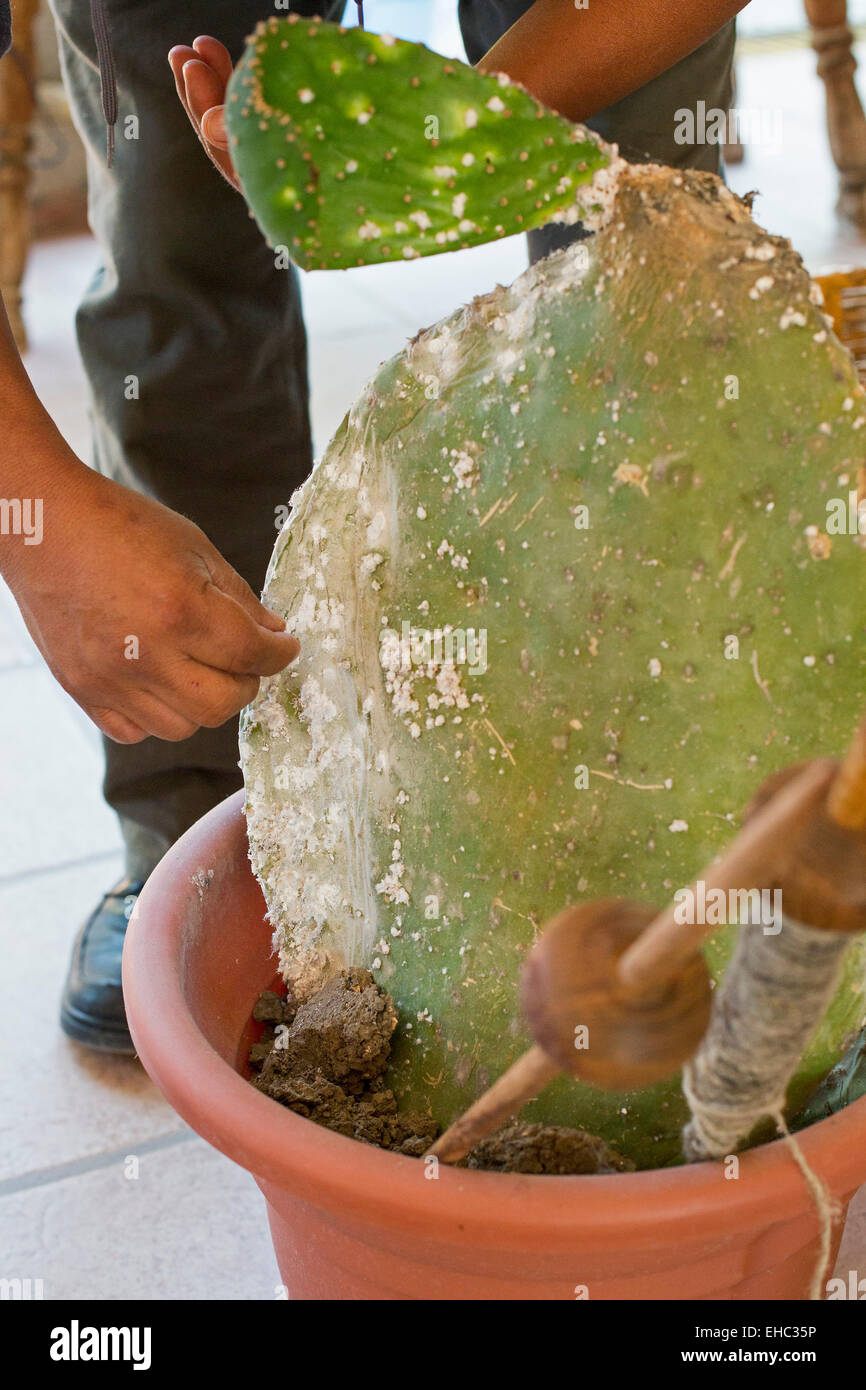 Teotitlán del Valle, Oaxaca, Messico - la cocciniglia insetto vive su cactus; è frantumata per ottenere il colorante rosso per la colorazione di tappeti. Foto Stock