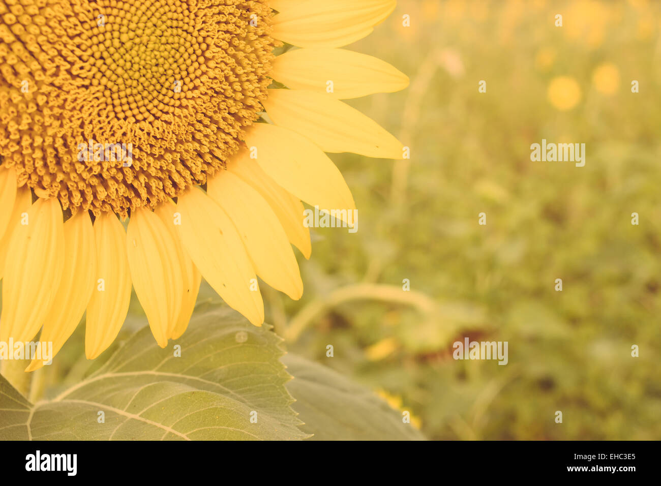 Giallo brillante background di semi di girasole Foto Stock