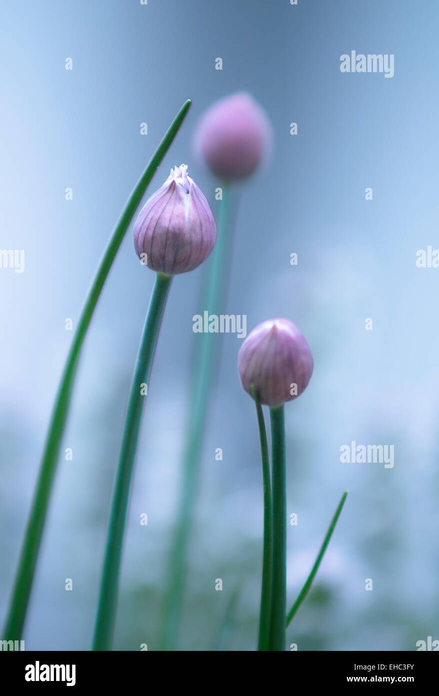 Erba cipollina pronto a fiorire, erba cipollina al mattino presto Foto Stock