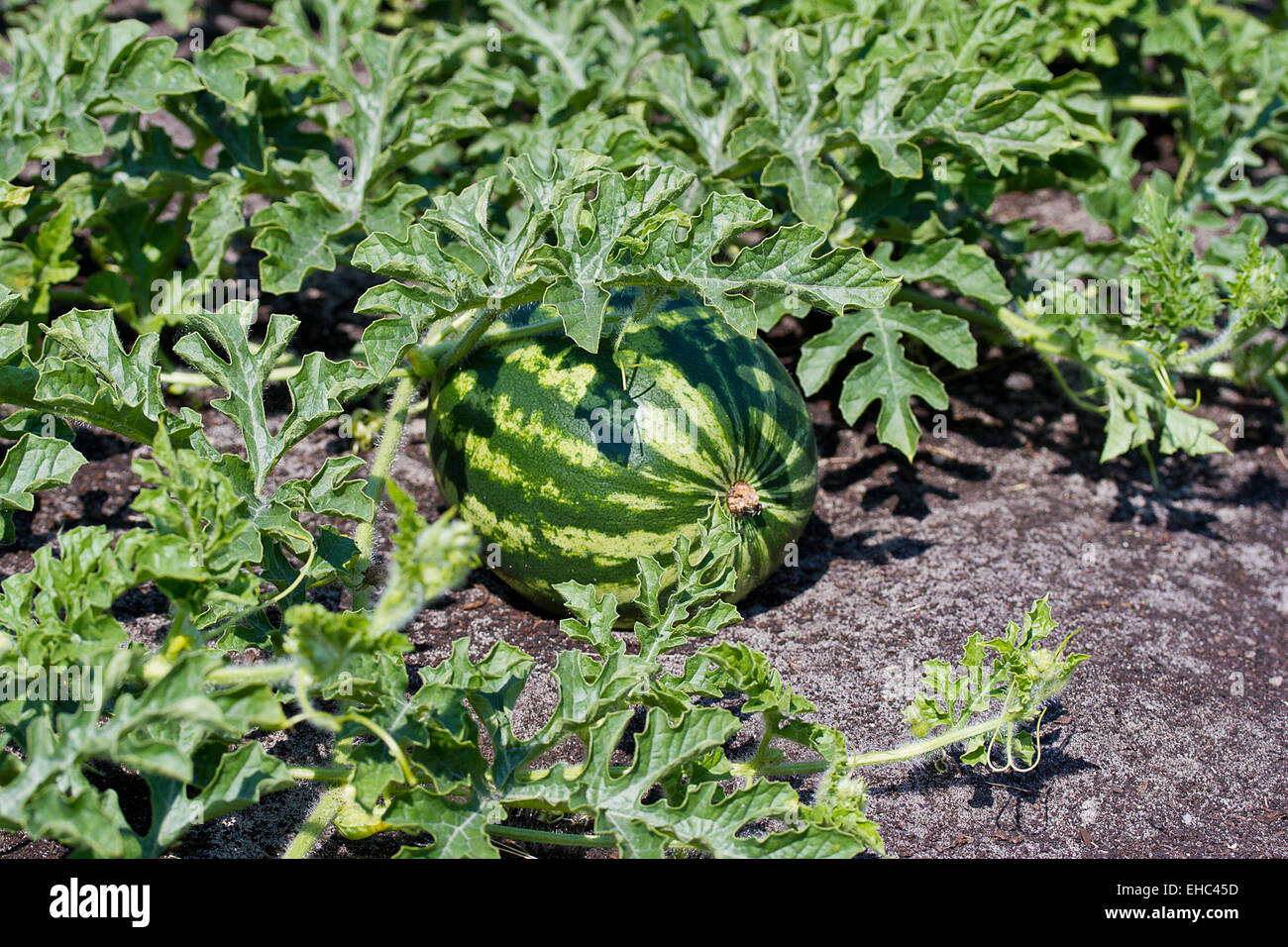 Il cocomero crescere su un campo di fattoria Foto Stock