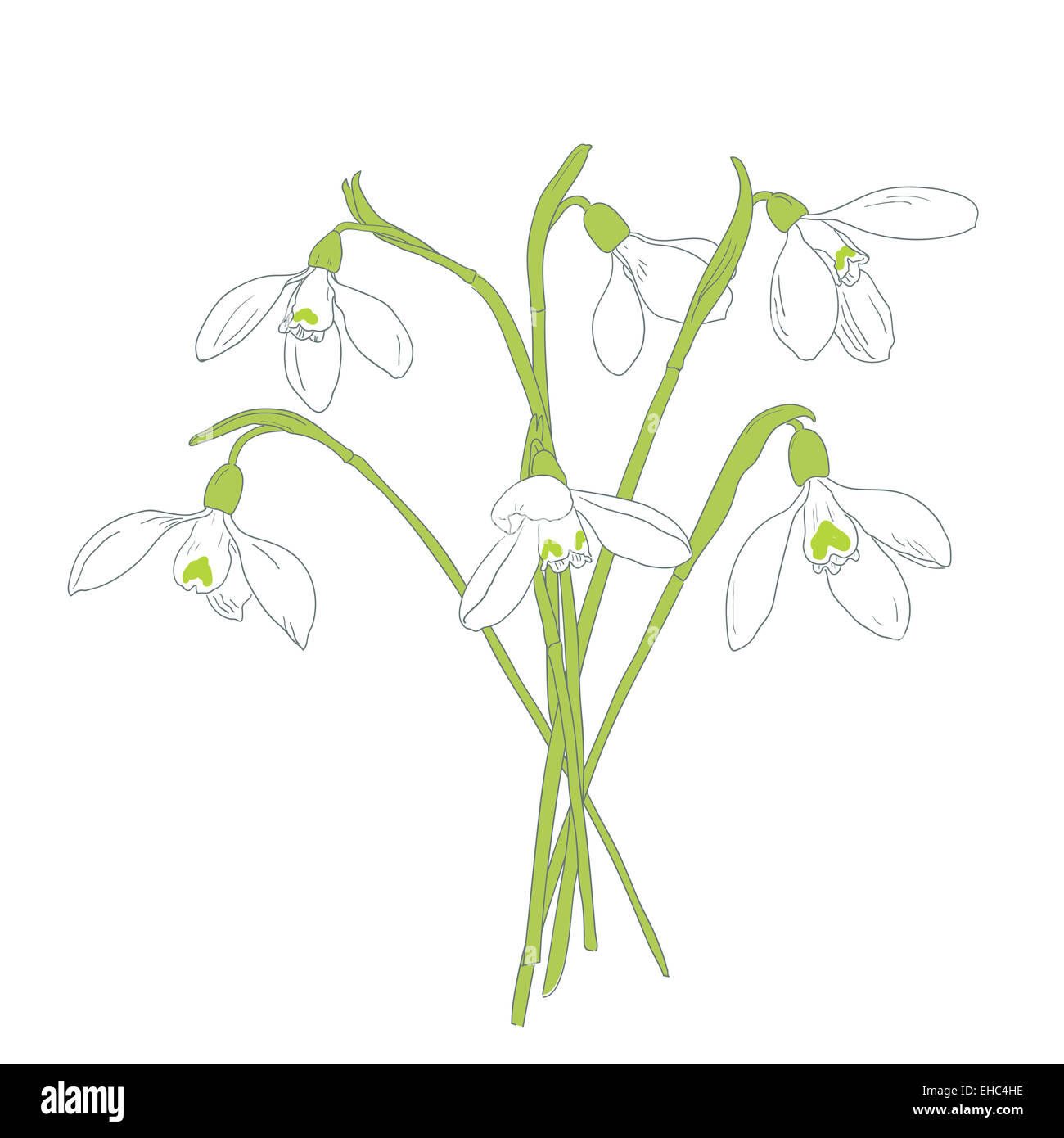 Snowdrops spring bouquet. Disegnate a mano illustrazione vettoriale Foto Stock