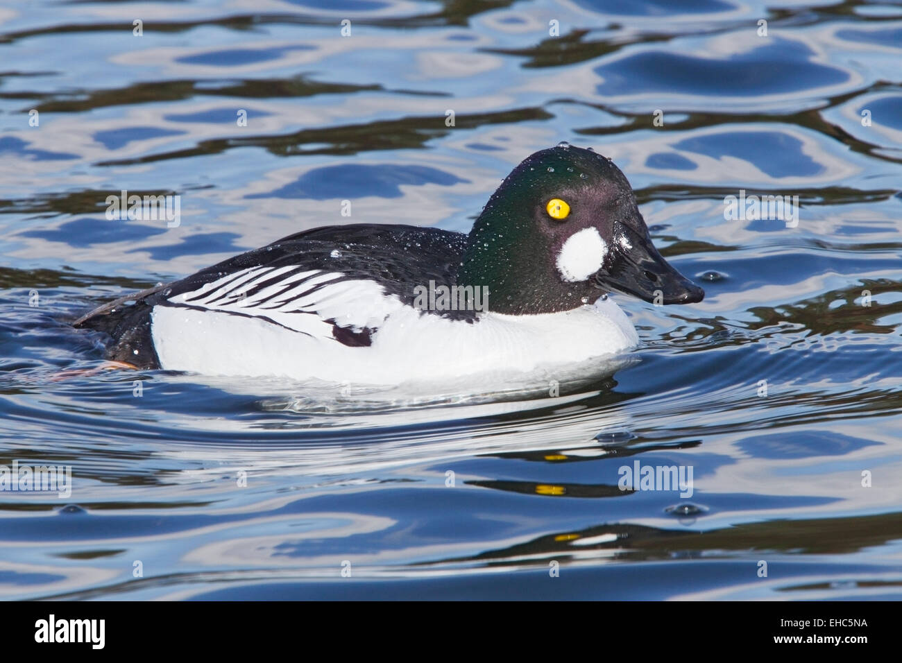 Comune (Goldeneye Bucephala clangula) maschio adulto nuoto su acqua in Norfolk, Inghilterra, Regno Unito, Europa Foto Stock