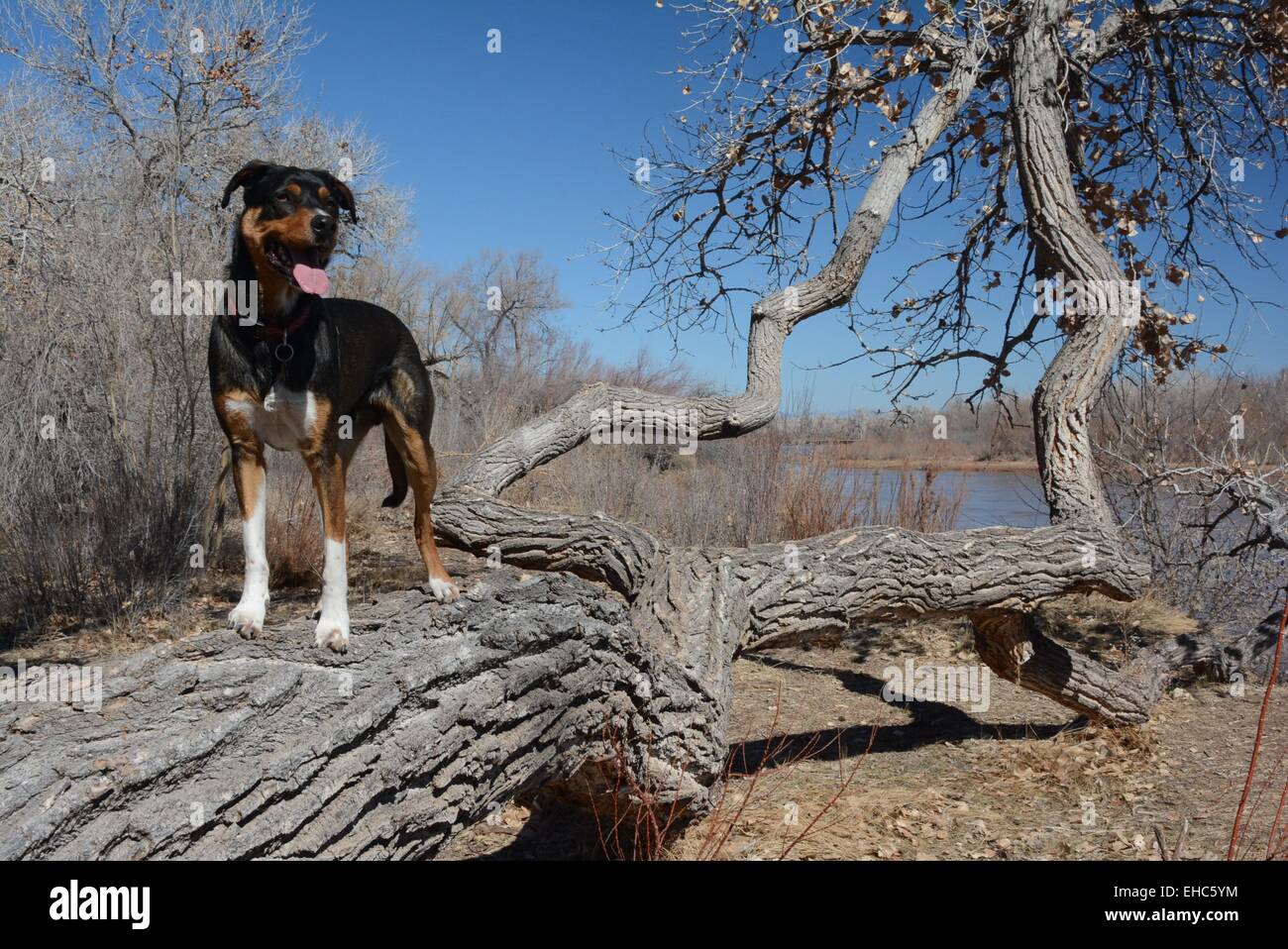 Il mio cane di ottenere una vista migliore da su un albero abbattuto lungo un fiume Foto Stock