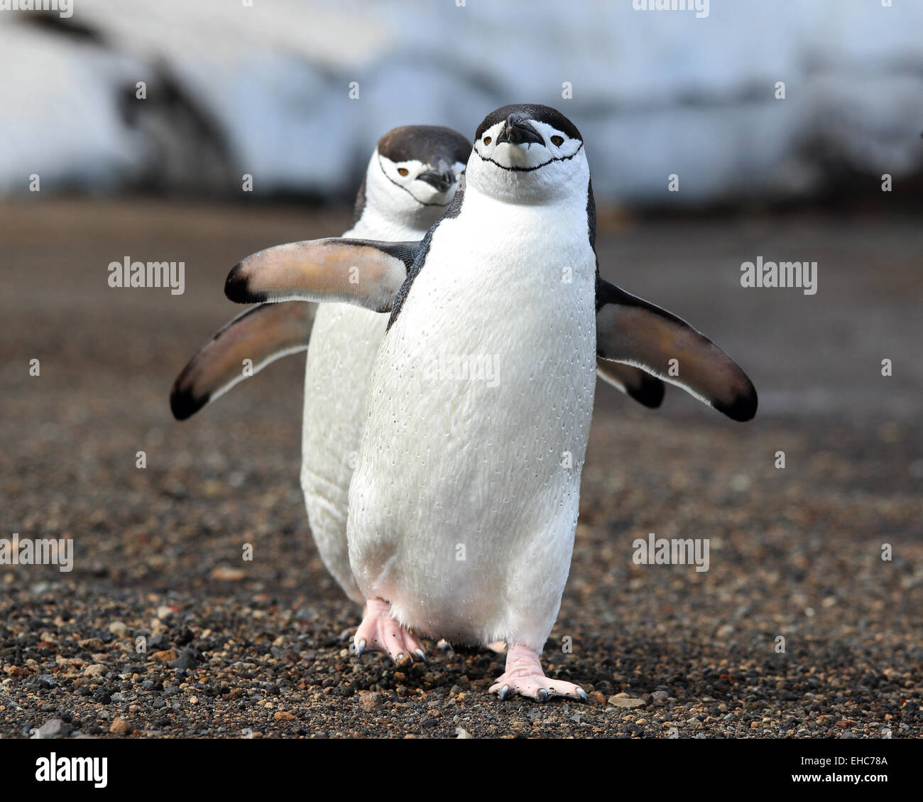 L'Antartide pinguini pinguini Chinstrap, Pinguini camminare antartico.(Pygoscelis Antartide) Foto Stock