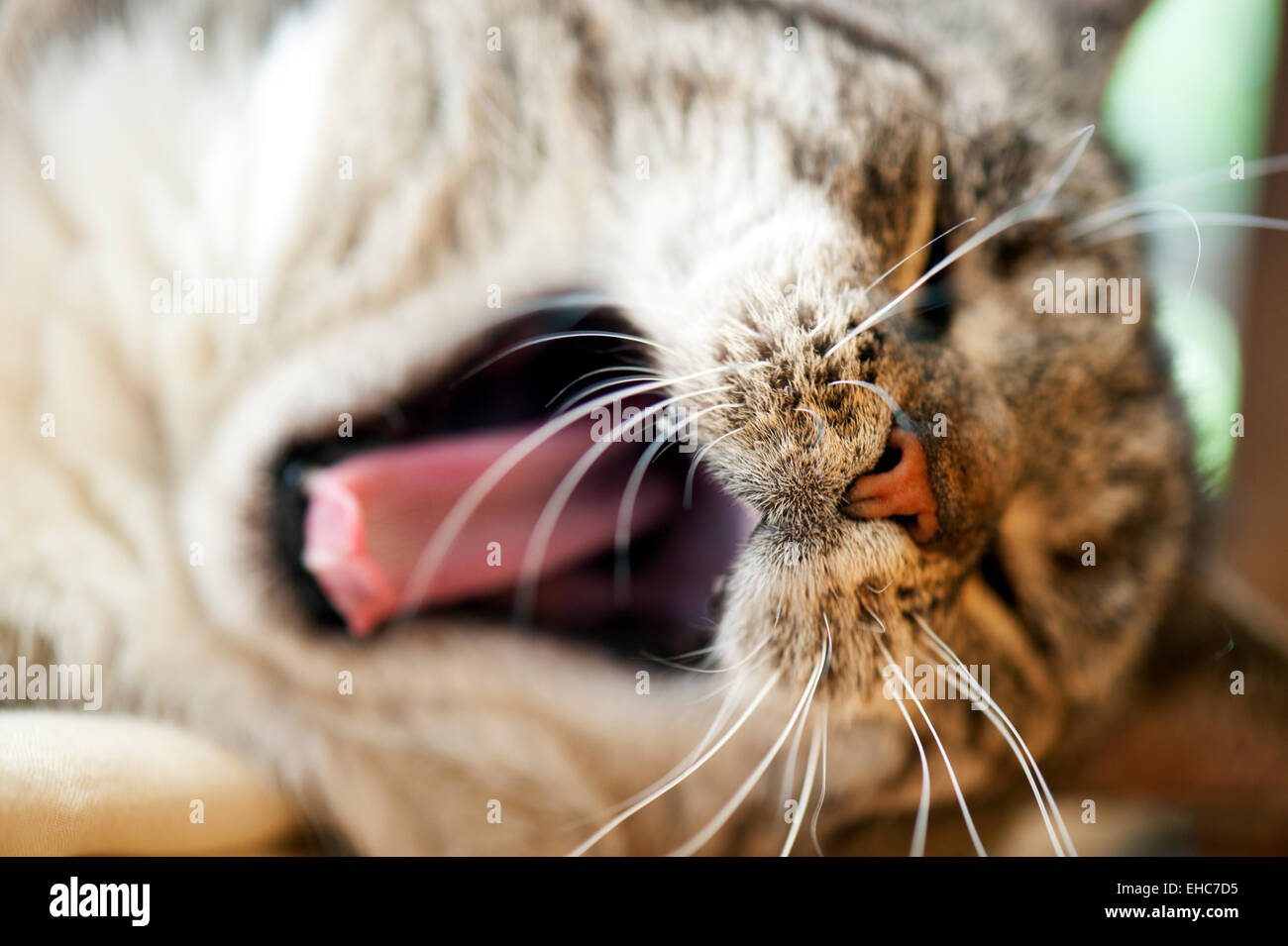 (Felis silvestris catus) gatto di casa hanno una buona sbadiglio macro ritratto a bocca aperta la linguetta Foto Stock