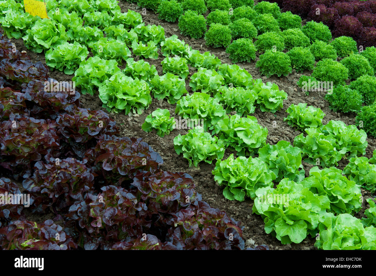 Lattughe (Lactuca sativa) nella coltivazione commerciale, Renania-Palatinato, Germania, Europa Foto Stock