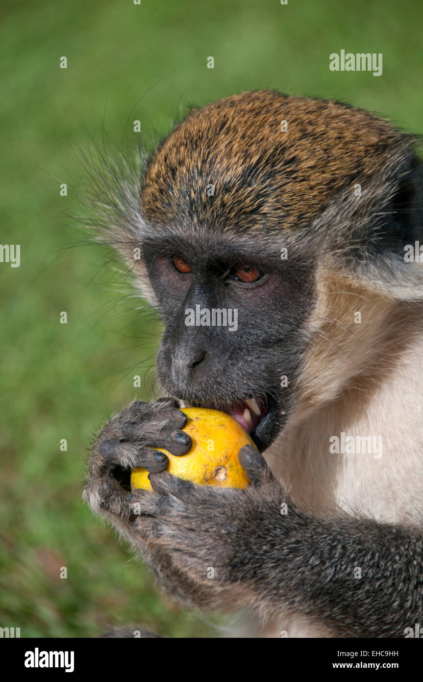Verde Vervet Monkey (Chlorocebus pygerythrus), Bigilo Forest Park, Senegambia, Gambia, Africa occidentale Foto Stock