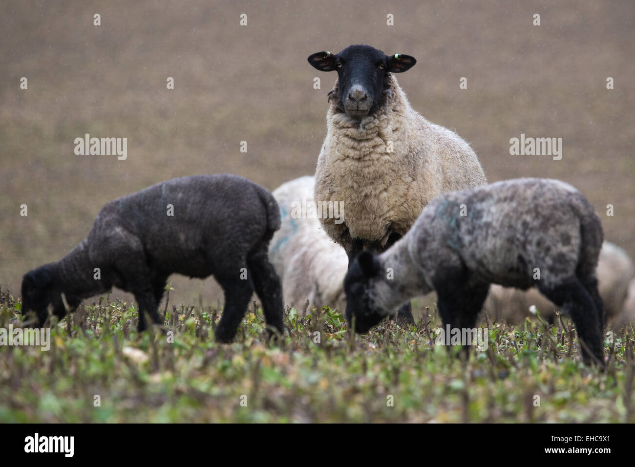 Come la pioggia diventa più pesante, nuovo agnelli pascolano tranquillamente sotto la vigile occhio di una pecora. Foto Stock