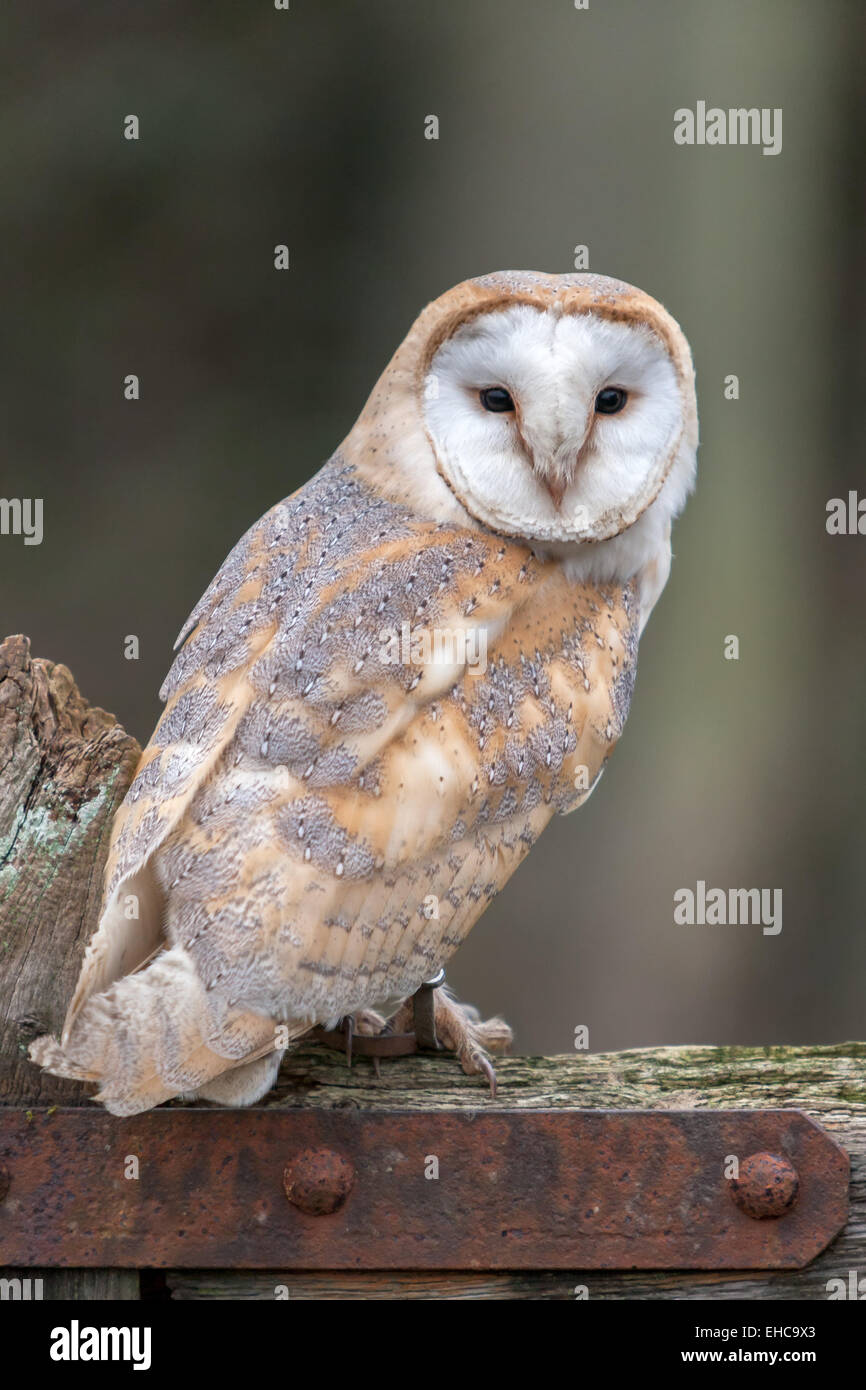 Il barbagianni (Tyto alba) arroccato su un vecchio cinque bar porta Foto Stock