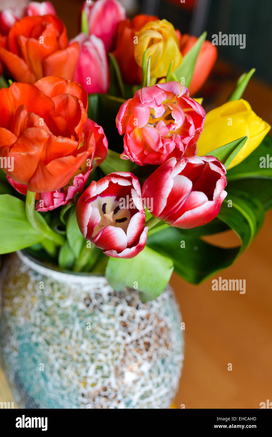 Tulipani colorati in vaso Foto Stock