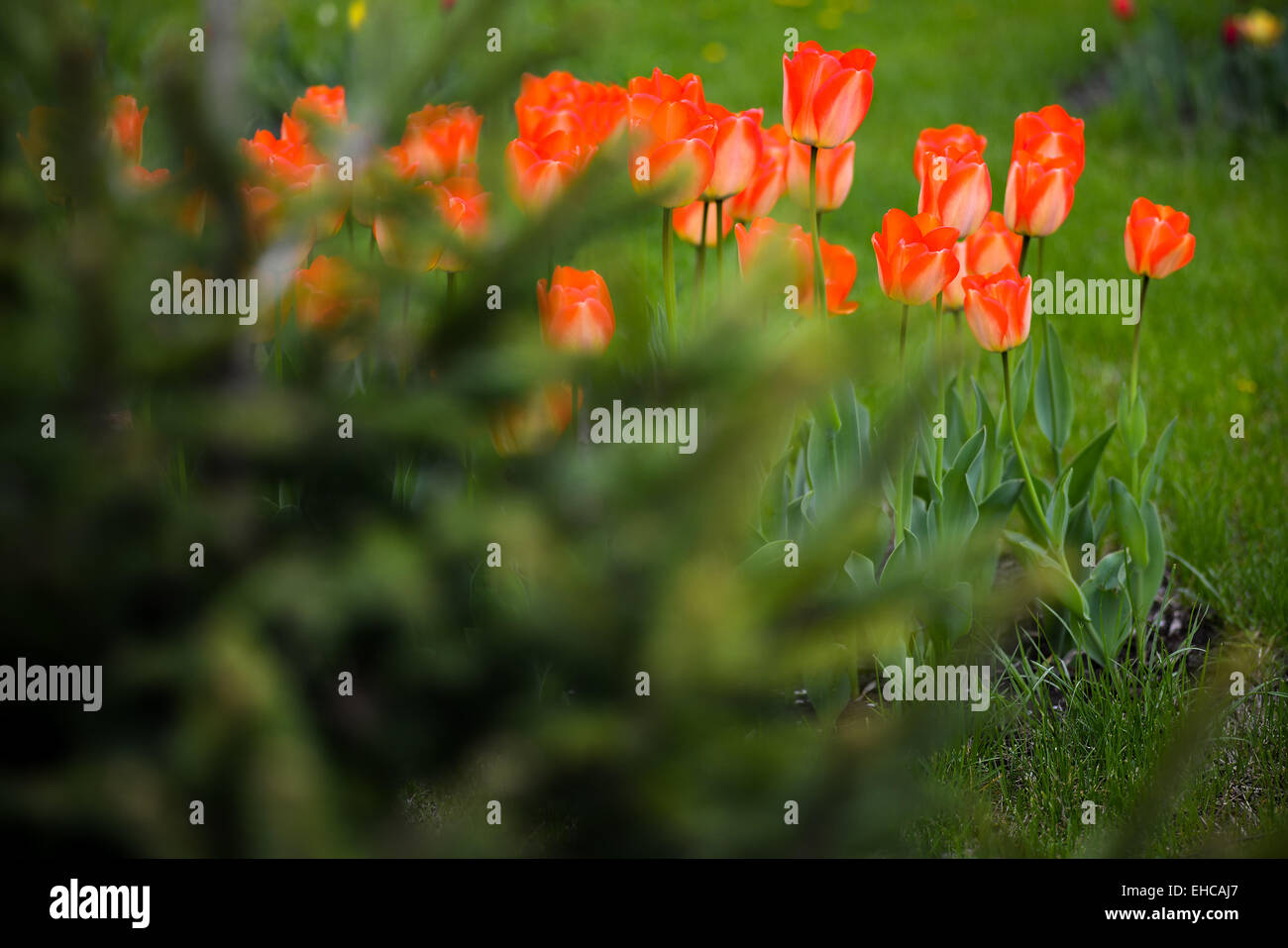 Tulipani rossi in un caldo giorno di primavera Foto Stock