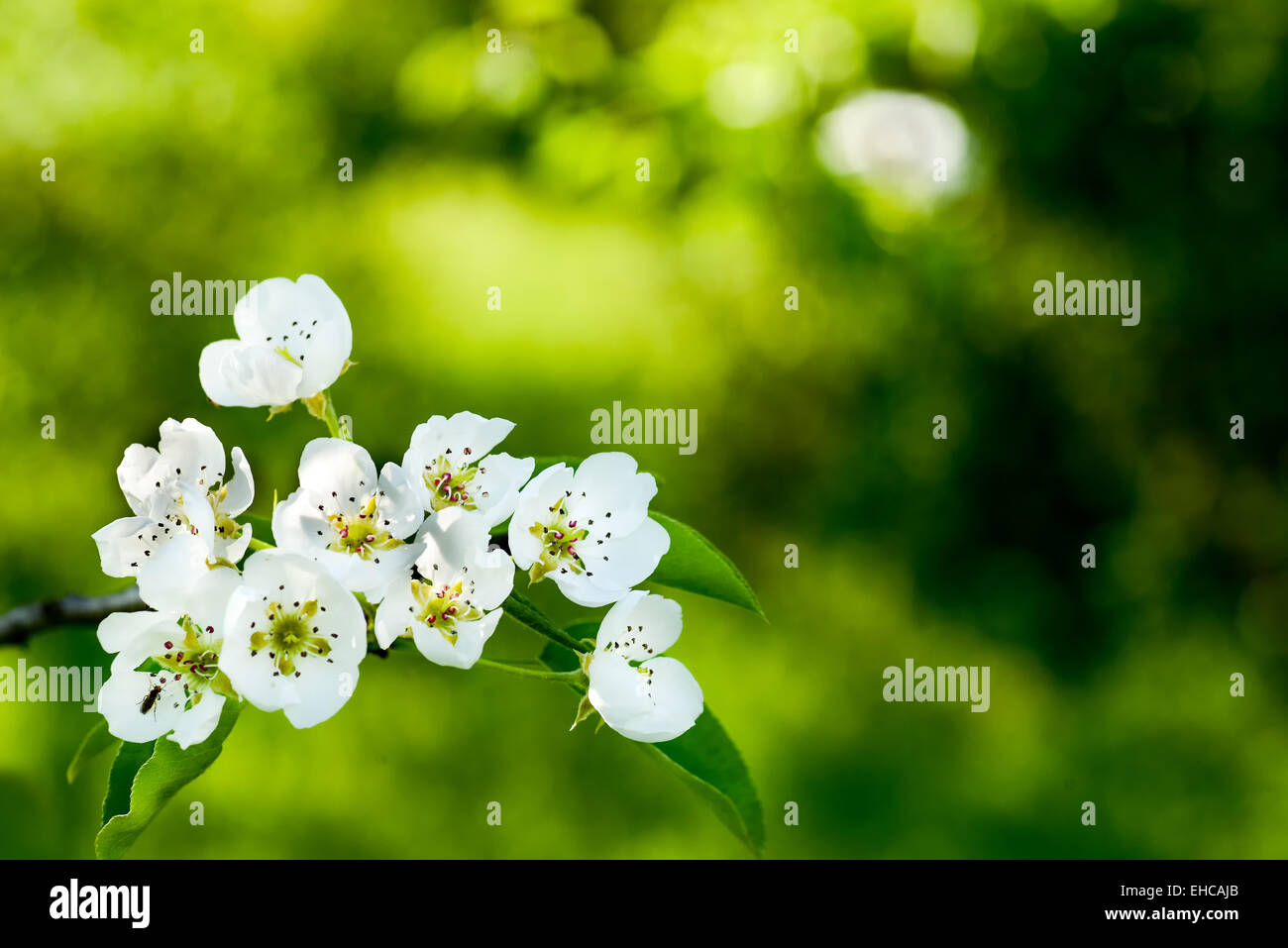 La fioritura dei ciliegi in una calda giornata di primavera Foto Stock