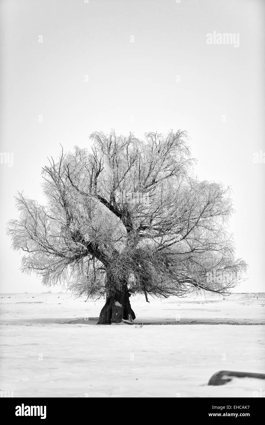Albero Foto Stock