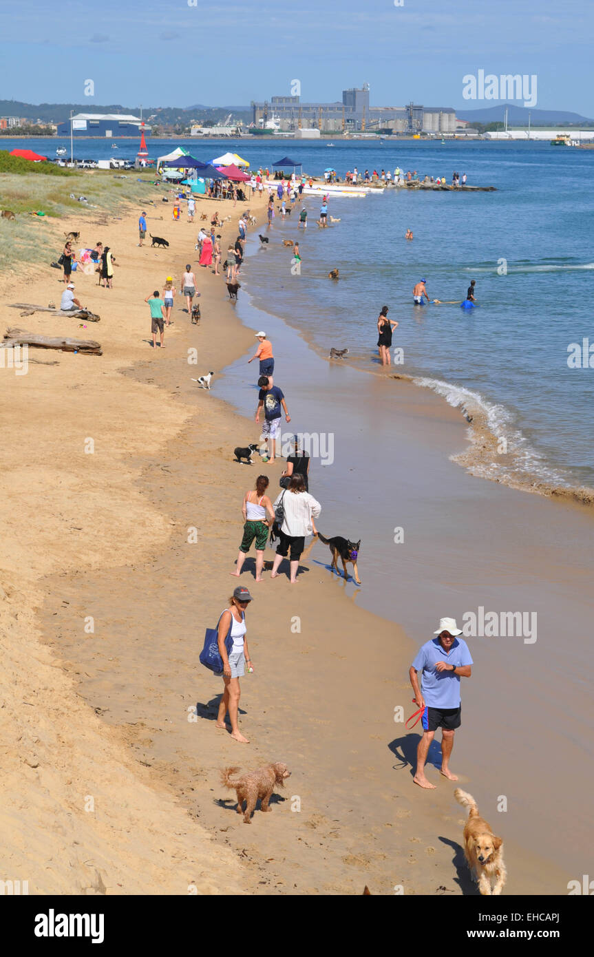 Newcastle dog beach Foto Stock