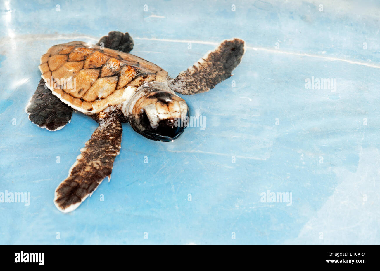 Tartaruga embricata neonati nuoto in acqua. Foto Stock