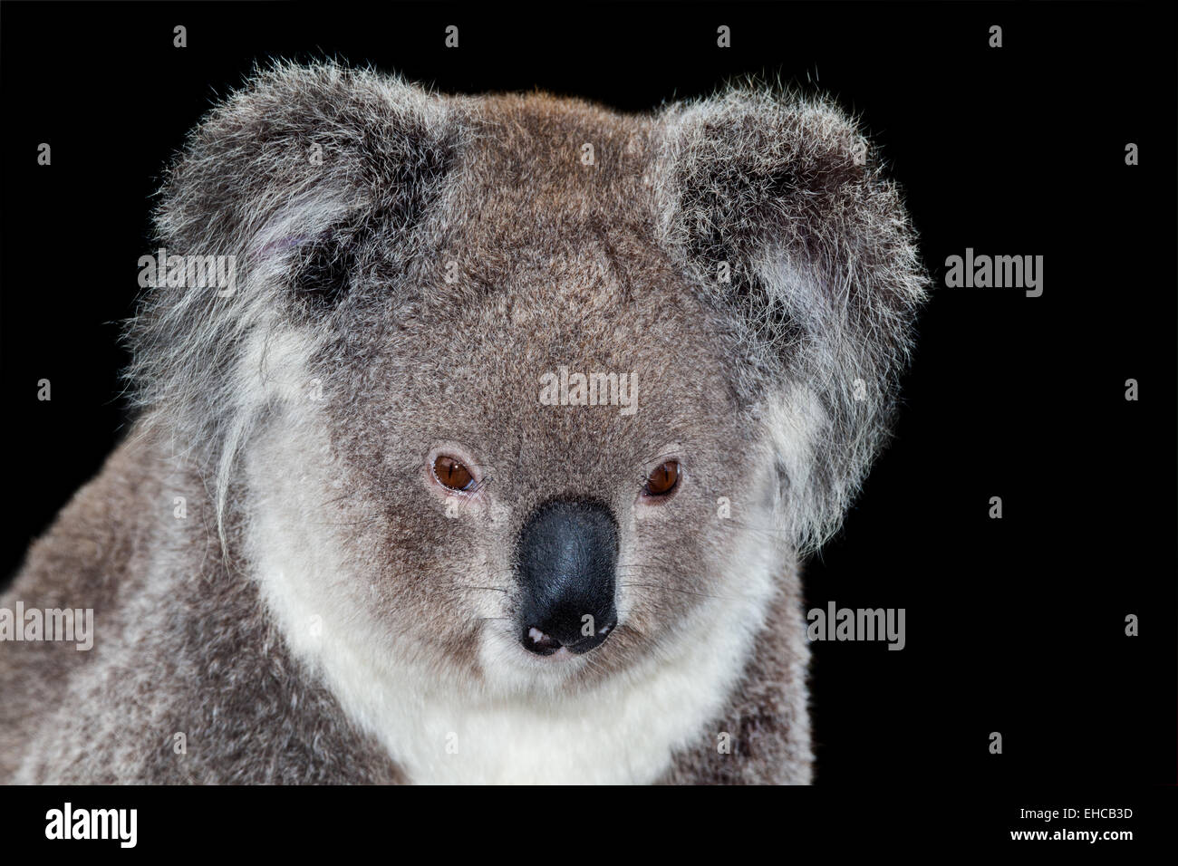 Il marsupiale koala chi si ciba esclusivamente di foglie di gomma Foto Stock