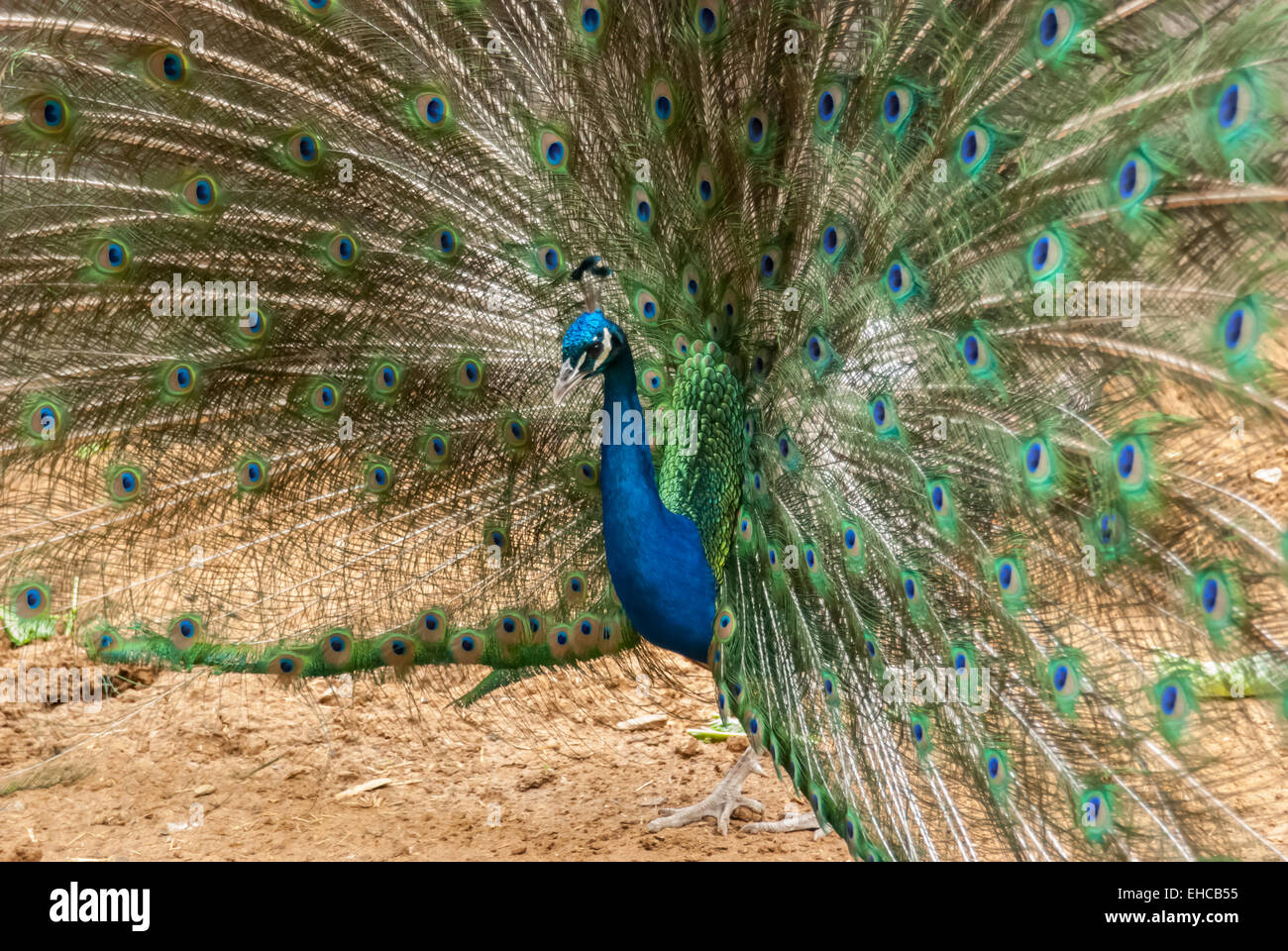 Un pavone visualizza il suo blu e verde di piume in un ampio cerchio Foto Stock