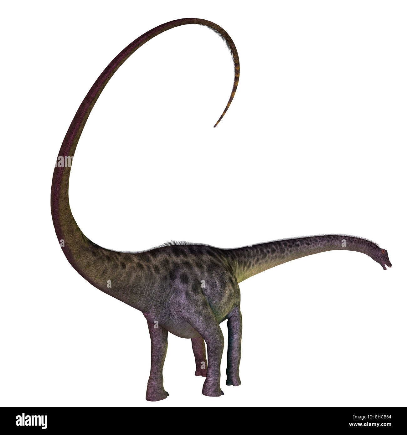 Diplodocus era un erbivoro sauropod dinosaur che visse nel Giurassico del Nord America. Foto Stock