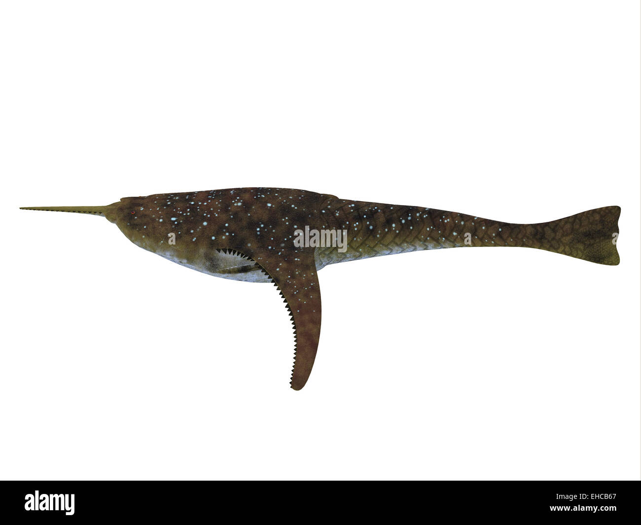 Doryaspis è un primitivo estinto jawless pesce che alimentato di plancton nel periodo Devoniano della Norvegia. Foto Stock