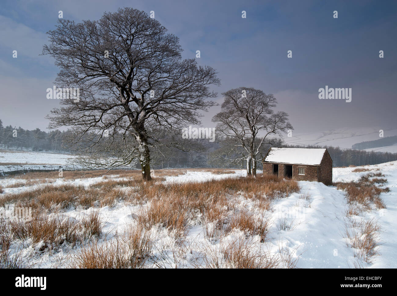 Il vecchio fienile in inverno, vicino Wildboarclough, Parco Nazionale di Peak District, Cheshire, Inghilterra, Regno Unito Foto Stock