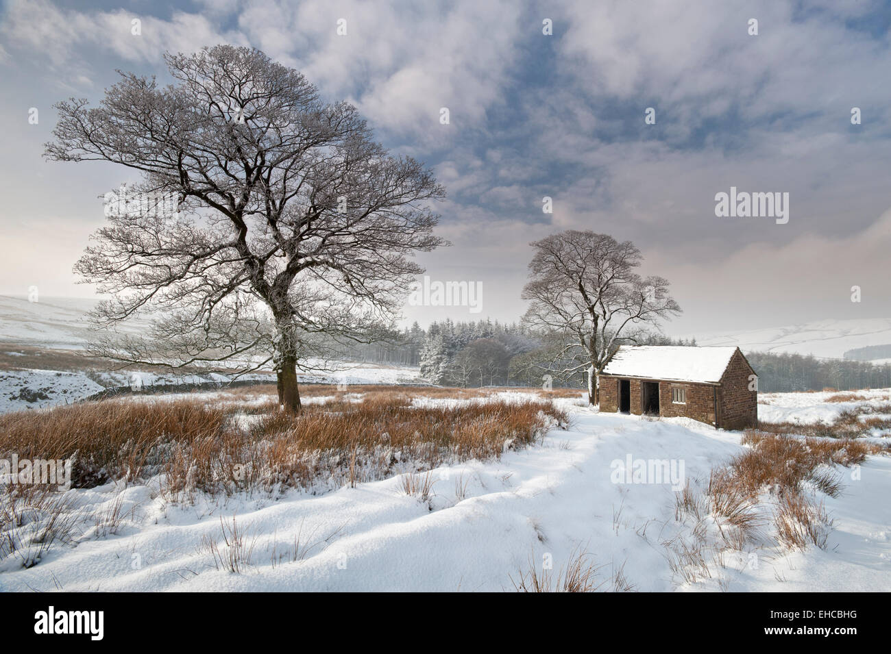 Il vecchio fienile in inverno, vicino Wildboarclough, Parco Nazionale di Peak District, Cheshire, Inghilterra, Regno Unito Foto Stock