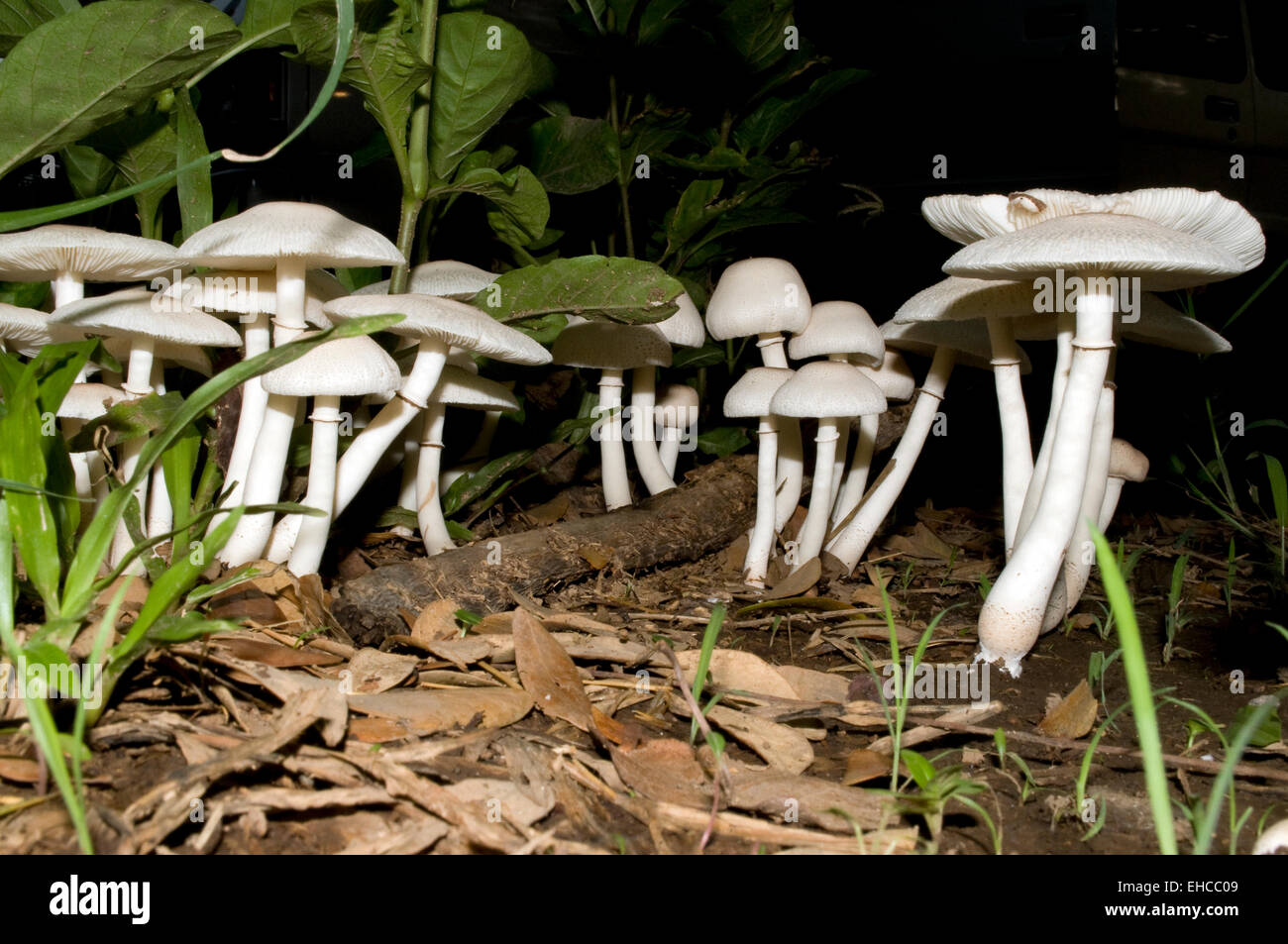 I funghi nel selvaggio. Foto Stock
