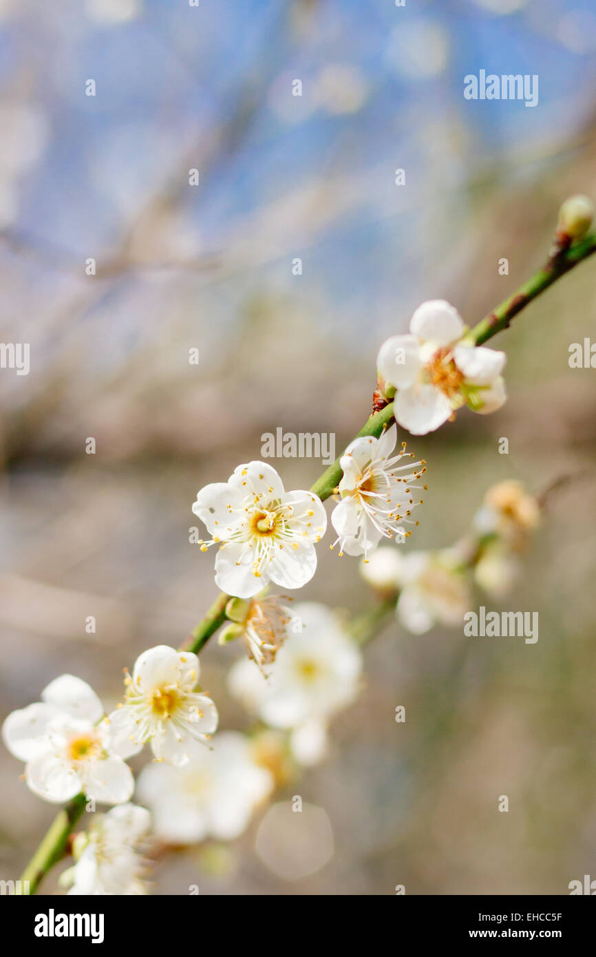 Albero di prugna Fiore fiore Foto Stock