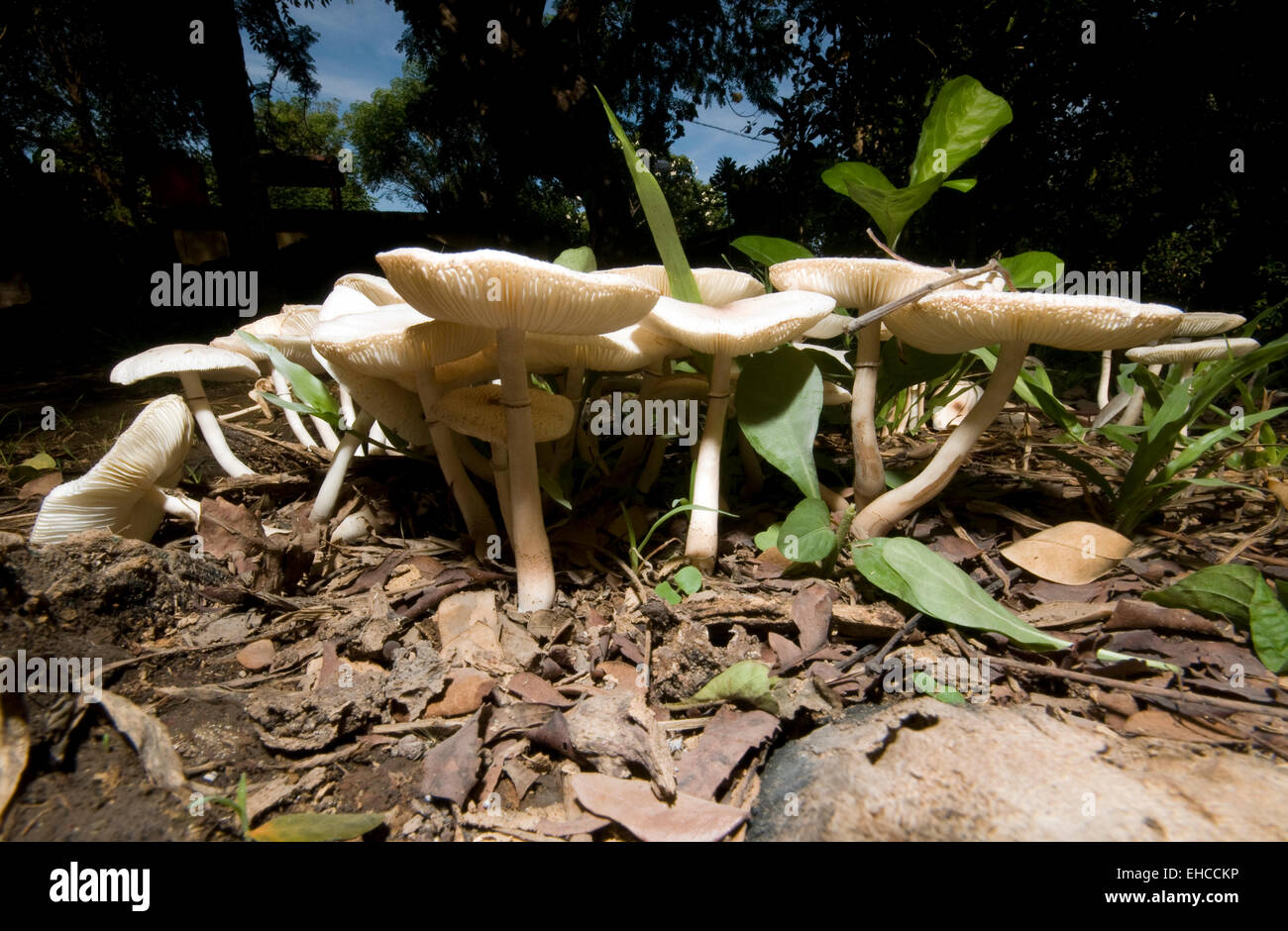 I funghi nel selvaggio. Foto Stock