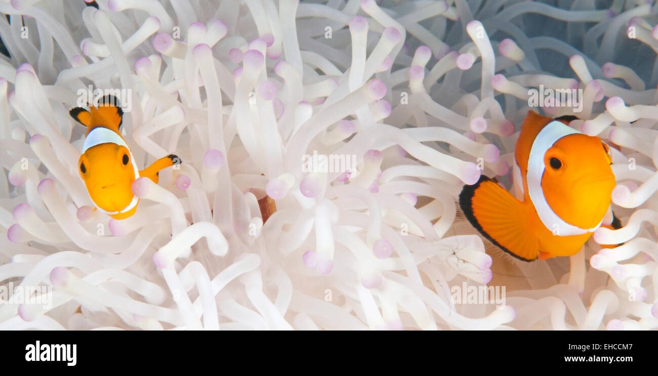 Ritratto di due pesce di anemone annidato in anemone bianca a Bali, in Indonesia Foto Stock