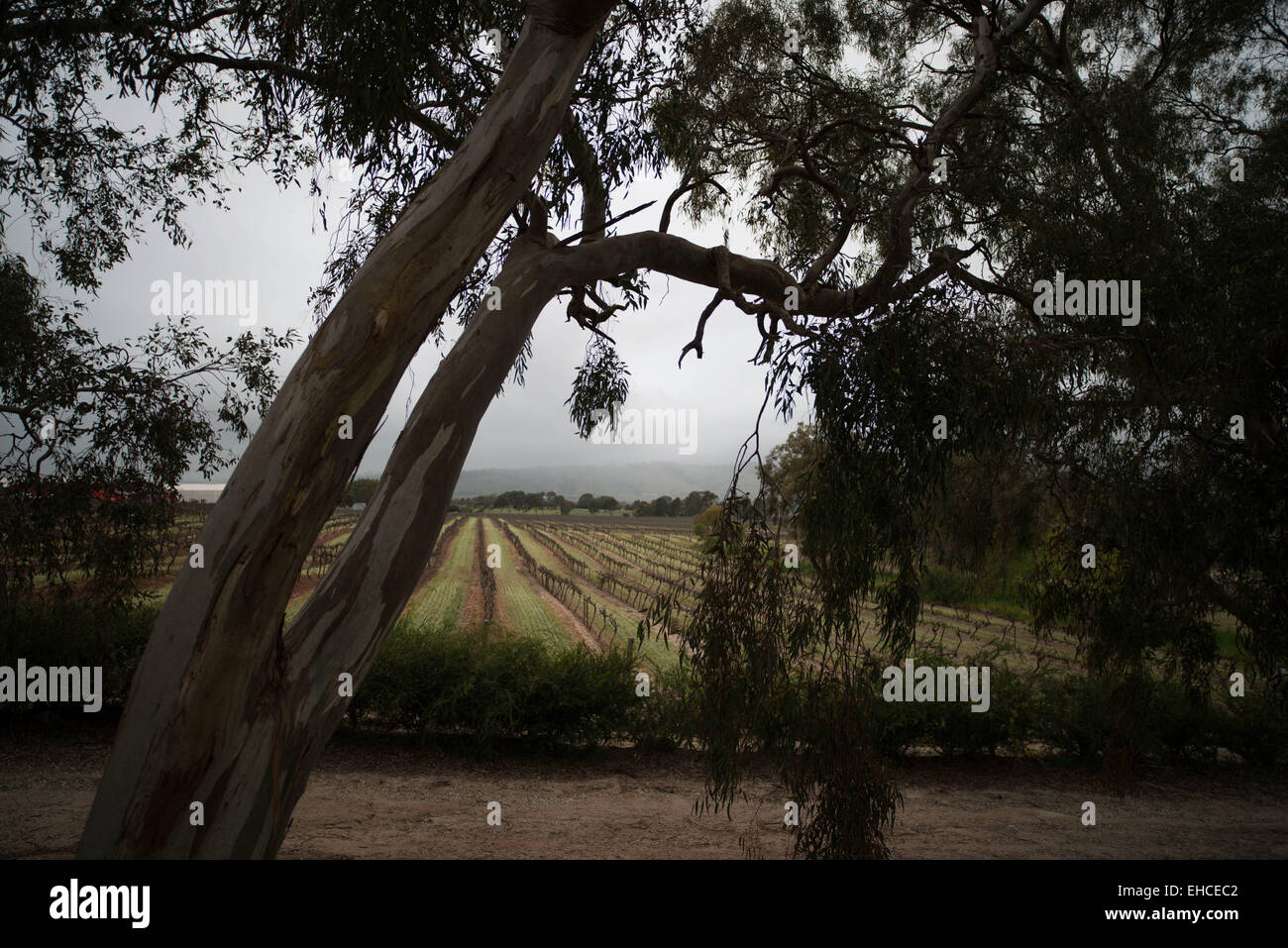 La Barossa Valley vigneti Foto Stock
