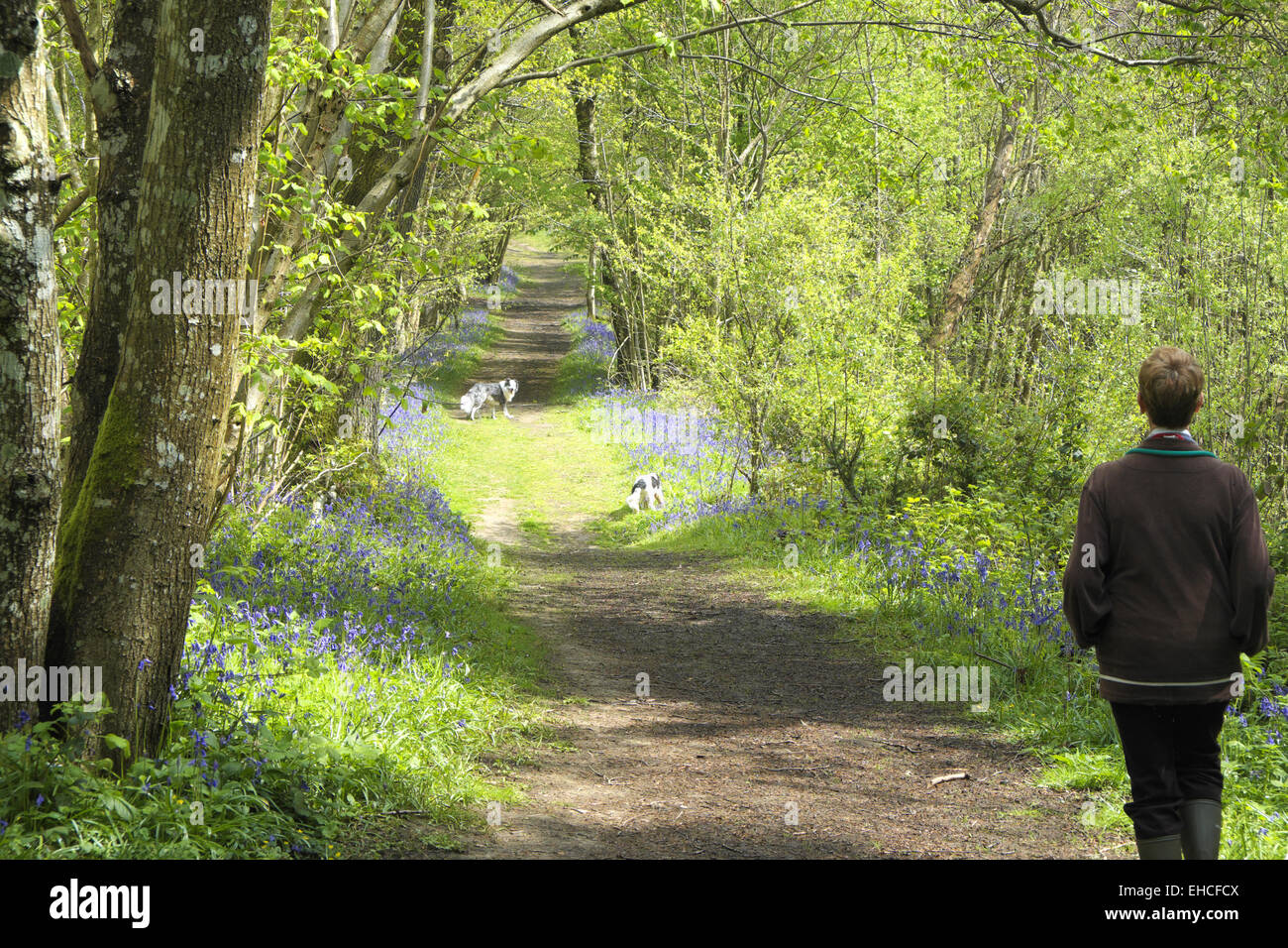 La donna a piedi i cani in Brede alta boschi, East Sussex, Regno Unito Foto Stock