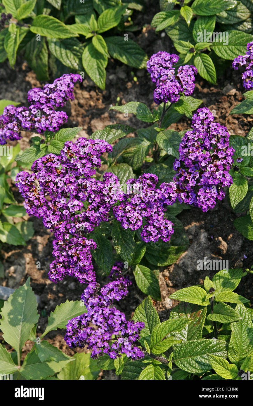 Heliotropium arborescens "marine" Foto Stock